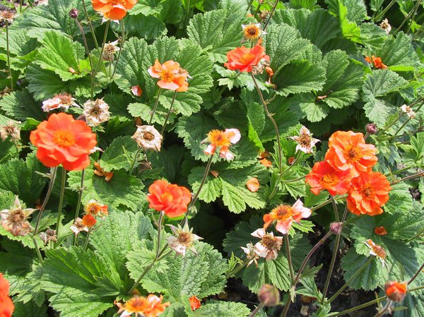 Geum coccineum 'Werner Arends'