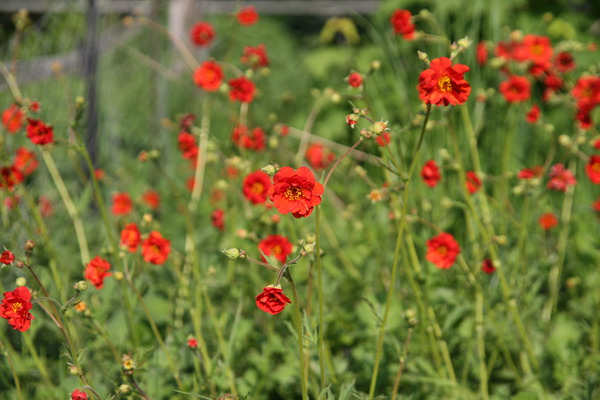 Geum chiloense 'Mrs. Bradshaw'