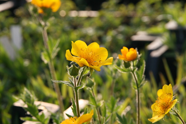 Geum montanum 'Diana'