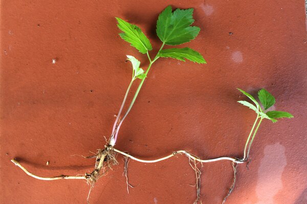 Giersch Aegopodium podagraria Rhizome