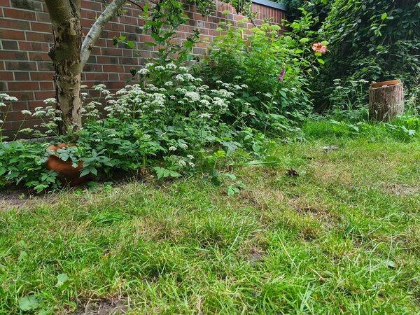 Mein erster Garten, Der Garten im Juni, Giersch