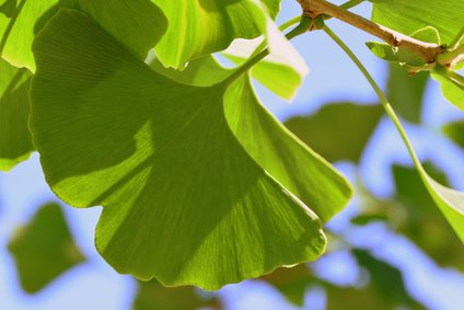 Ginkgobaum-Blätter