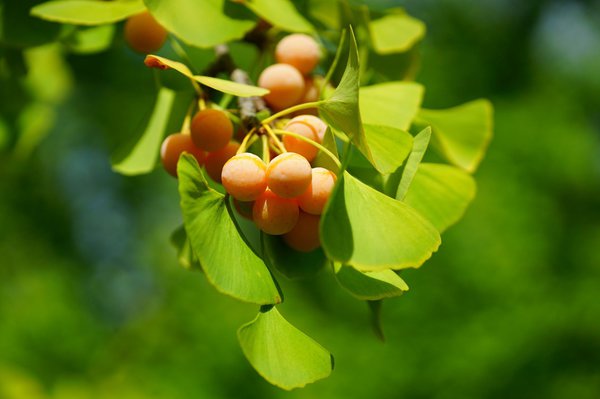 Ginkgo Früchte