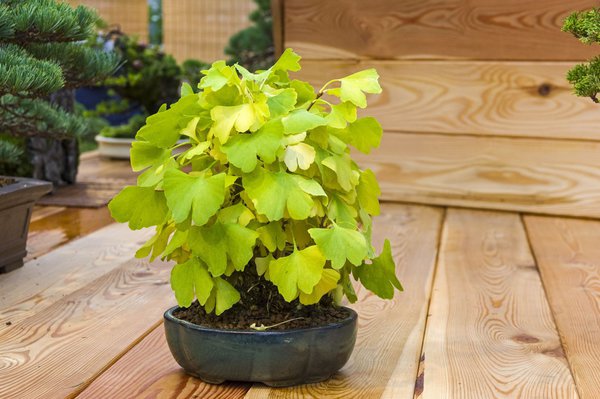 Ginkgo Bonsai