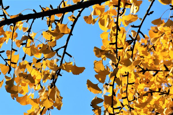 Ginkgo biloba Herbstfärbung Ginkgo biloba Herbstfärbung