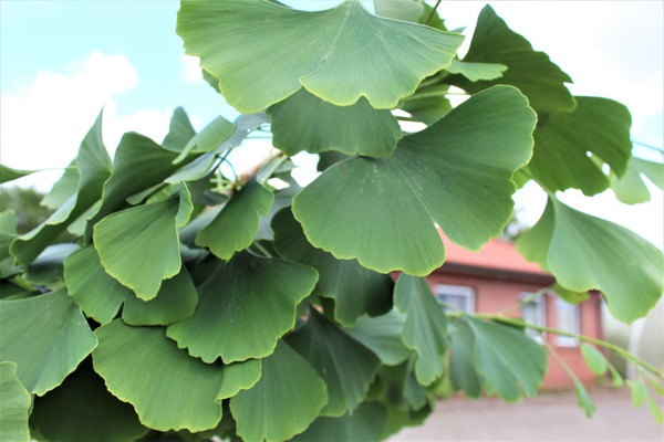 Ginkgo biloba 'Pendula' hngende Zweige