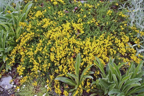 Cytisus decumbens