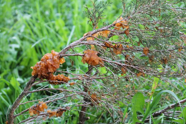 Gitterrost, Birnengitterrost, Gymnosporangium sabinae an Hauptwirt Wacholder, Juniperus
