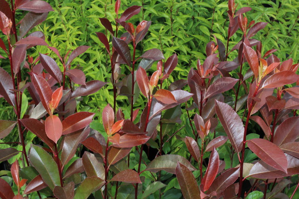 Photinia faseri Red Robin
