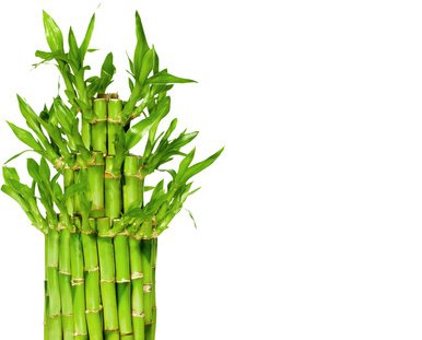 Lucky Bamboo als Zimmerpflanze pflegen 