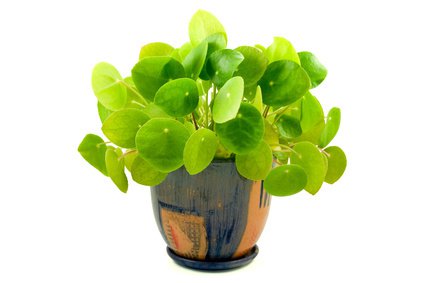 Glückstaler, Pilea peperomioides