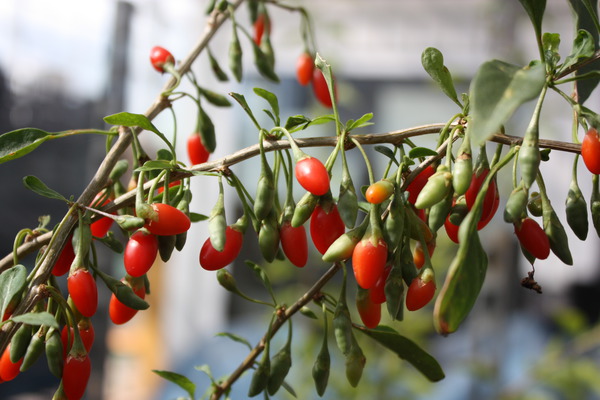 Goji Lubera® Instant Success Goji Lubera® Instant Success
