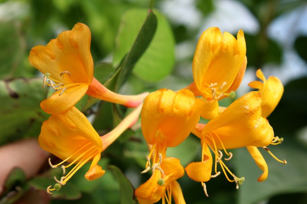 Groe Lonicera Blten