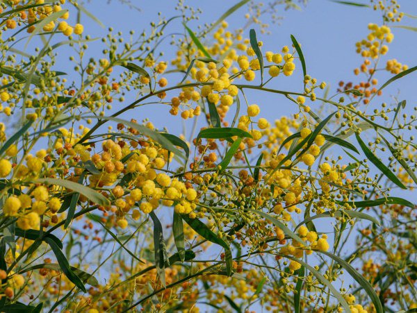 Goldakazie Blütenzweige