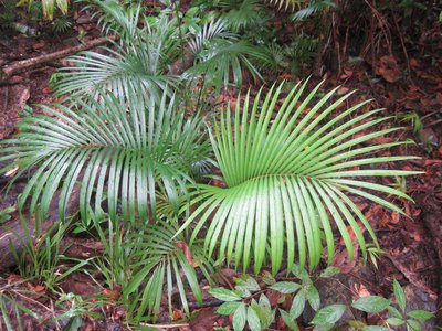 Dypsis lutescens oder Arecapalme