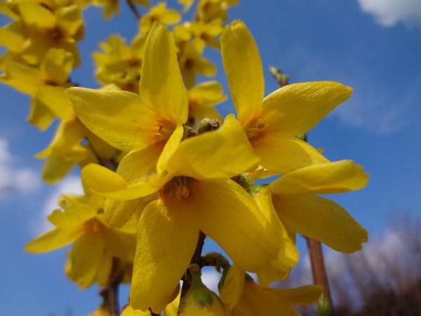 Goldglöckchen Goldrausch, forsythien