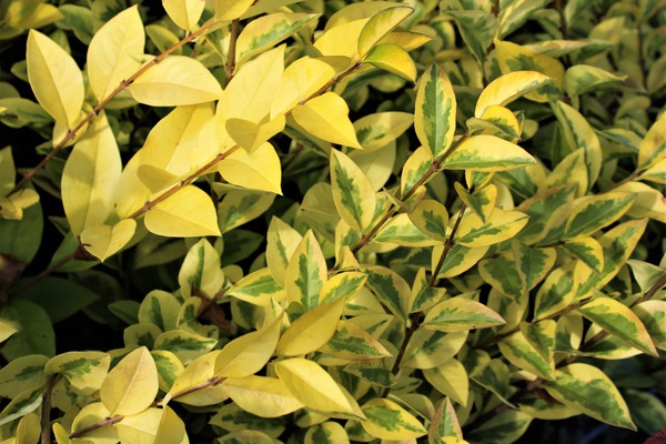 Goldliguster 'Aureum' Herbstfärbung Goldliguster 'Aureum' Herbstfärbung