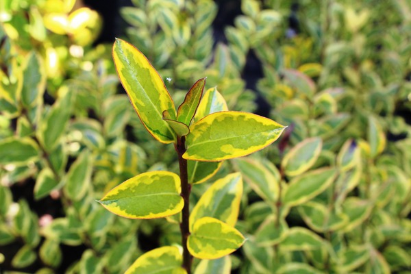 Goldliguster Aureum Lubera