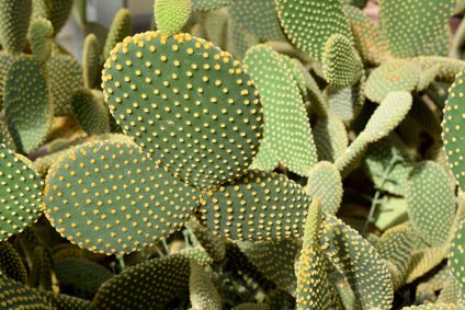 Ältere Opuntia microdasys