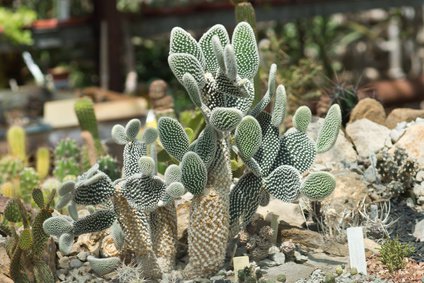 >Opuntia microdasys – Pflege, Blte & Vermehrung des Kaktus