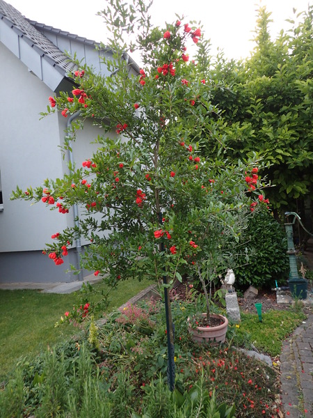 Granatapfelbaum in einem Vorgarten