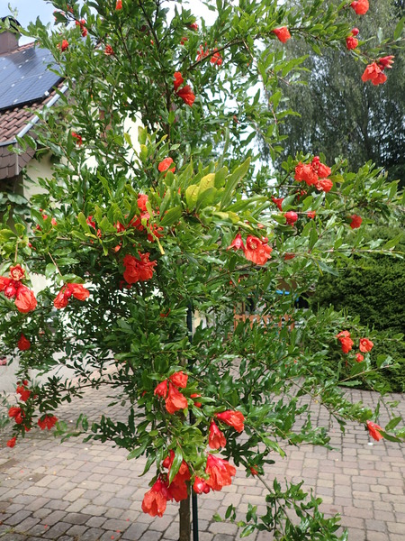 blhender Granatapfel