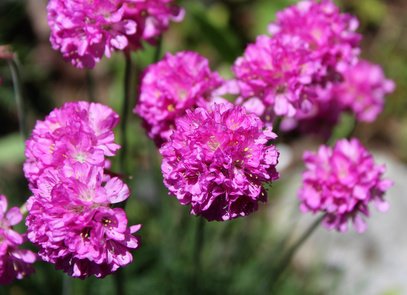 Grasnelke (Armeria)