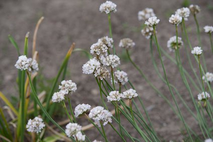 Weiße Grasnelke im sommerlichen Garten