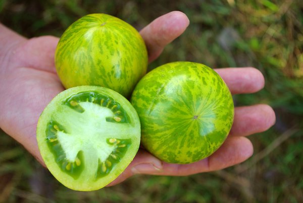 Tomatensamen gewinnen