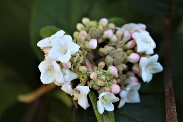 Grossblumiger Duft-Schneeball - weisse Blüte