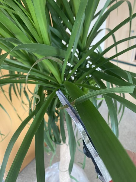 Elefantenfuss schneiden, Beaucarnea recurvata, Blätter schneiden