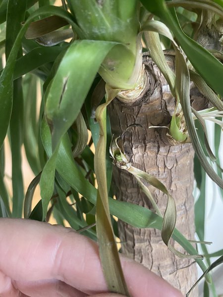 Elefantenfuss schneiden, Beaucarnea recurvata, Trockene Blätter zupfen