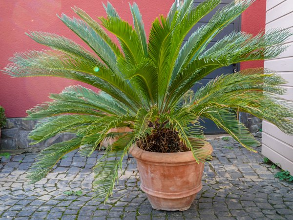 Cycas revoluta