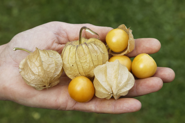 Grossfrchtige Physalis Andenbeere