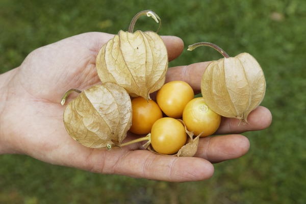 Grossfrüchtige Physalis Andenbeere auf Hand