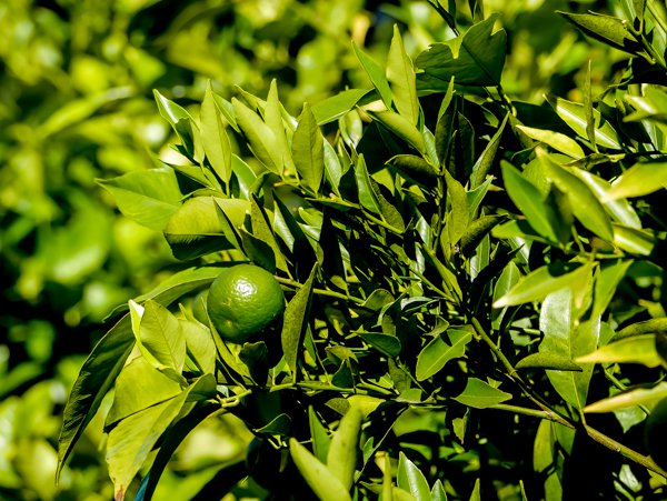 Citrus reticulata