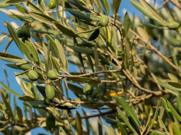 Olivenbaum Erde