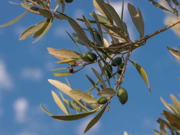 Olivenbaum dngen