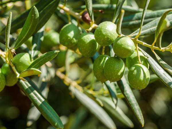 Olivenbaum winterfest machen? Im Mittelmeerraum wird es dem Olivenbaum nicht zu kalt!