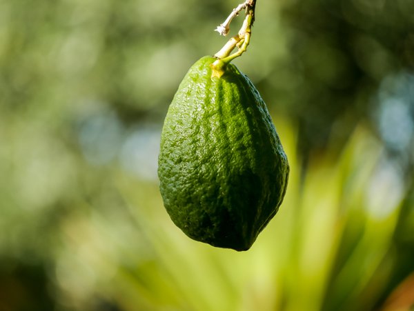 Citrus medica