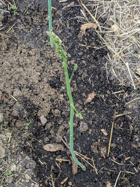 Grnspargel Lubera VerteVite, Spargel anbauen, Lubera