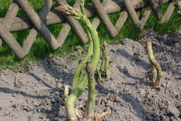 Grnspargel Lubera VerteVite, Spargel anbauen, Lubera