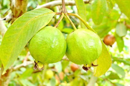 Guava fruit on the tree (Psidium guajava)