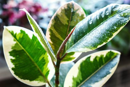 Gummibaum, Ficus elastica