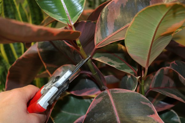 Gummibaum schneiden Ficus elastica dnne Seitentriebe einkrzen
