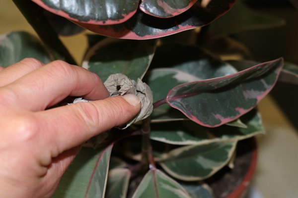 Gummibaum schneiden Ficus elastica Schritt fr Schritt Schnittstelle Milchsaft abtupfen mit nassem Kchenpapier