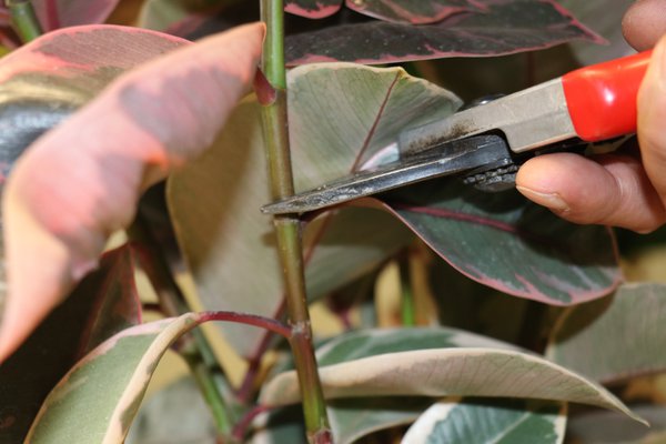 Gummibaum schneiden, Ficus elastica, Schritt fr Schritt 5mm ber Auge schneiden