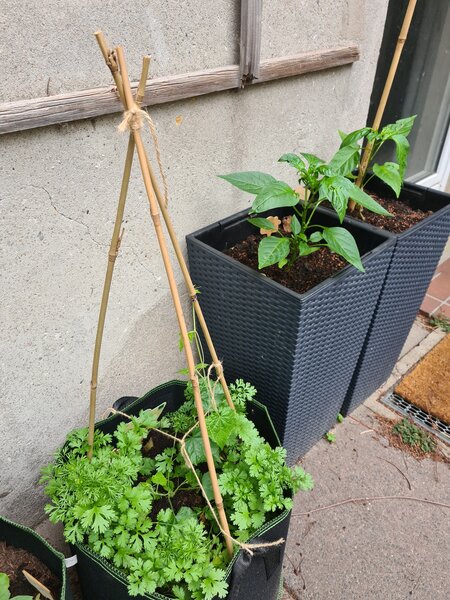 Mein erster Garten, Der Garten im Juni, Gurke
