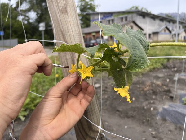 Gurken best�uben, Cucumis sativus