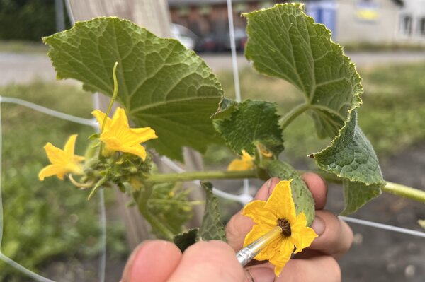 Gurken best�uben, Cucumis sativus
